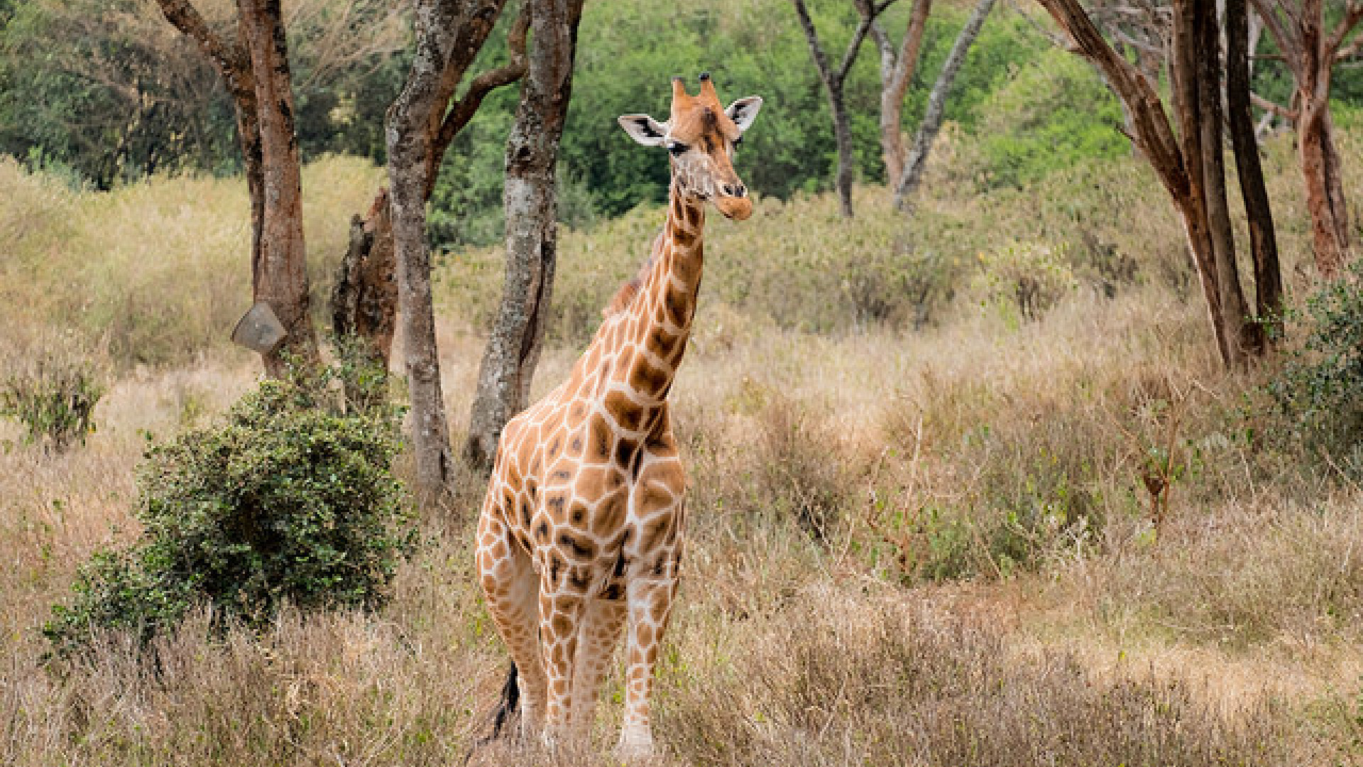 Nairobi image