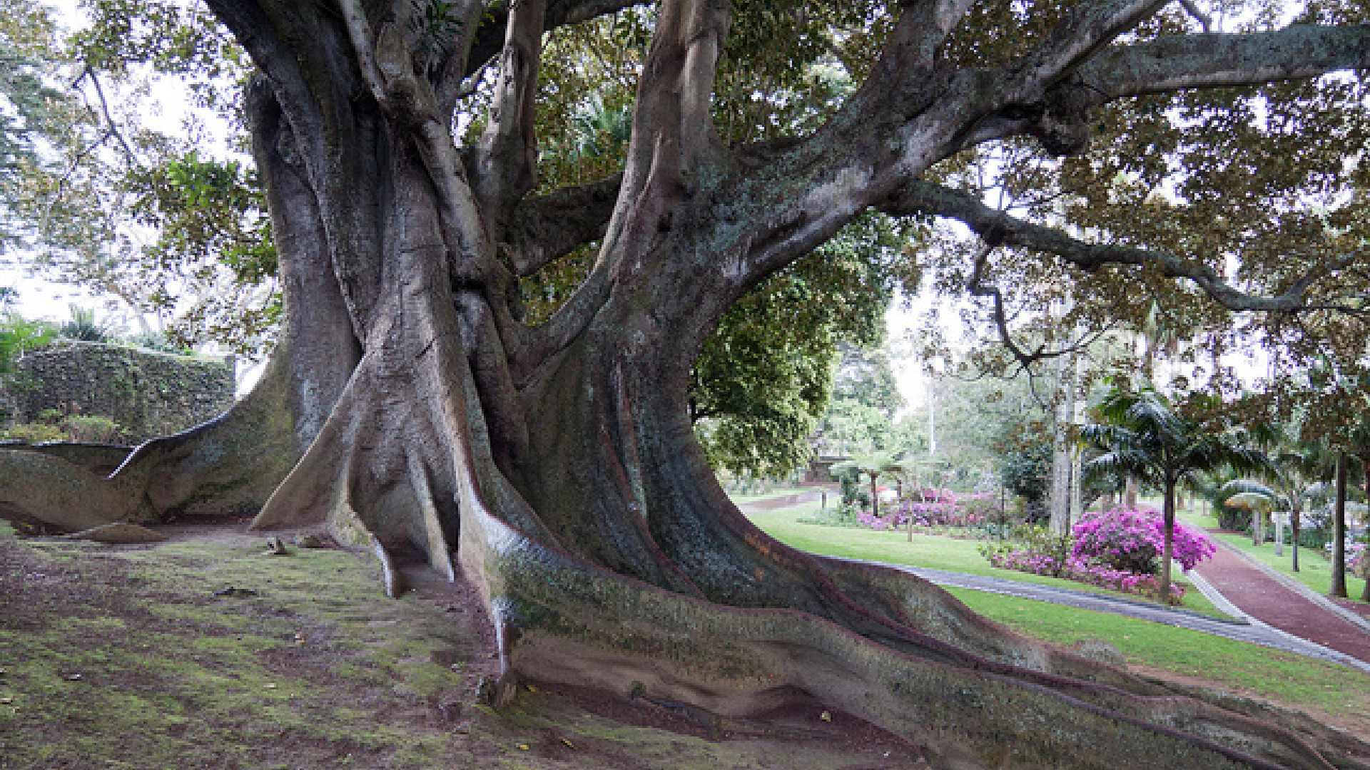 Ponta Delgada Azoren image 4