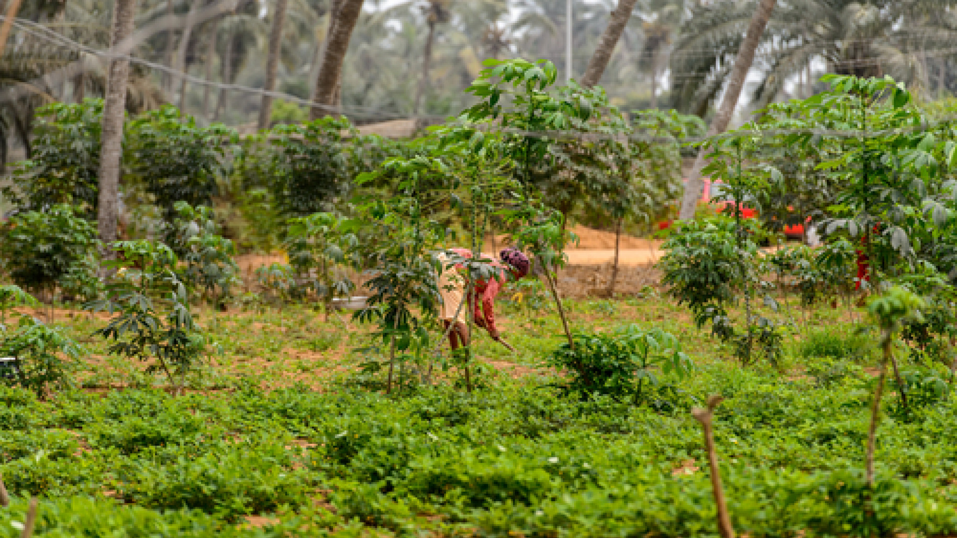 Lome image