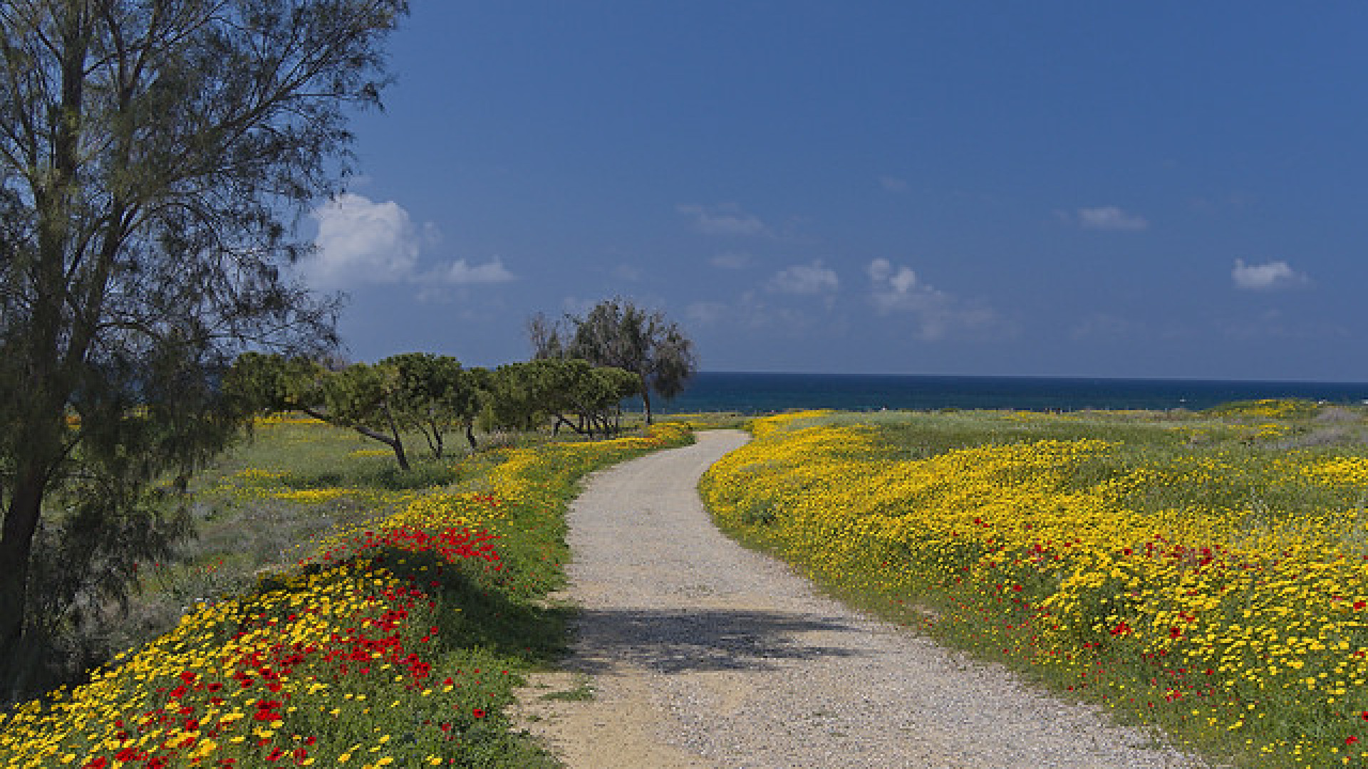 Paphos image