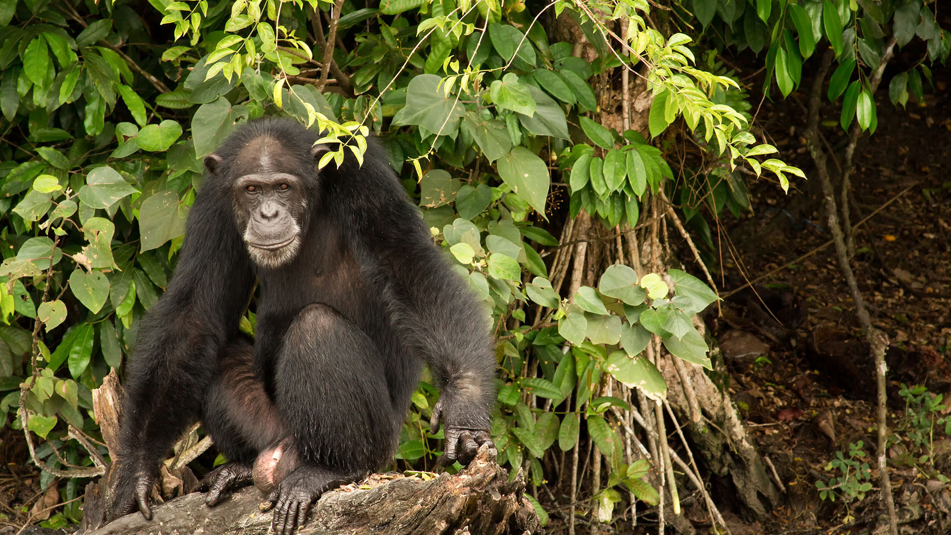 Monrovia image 3