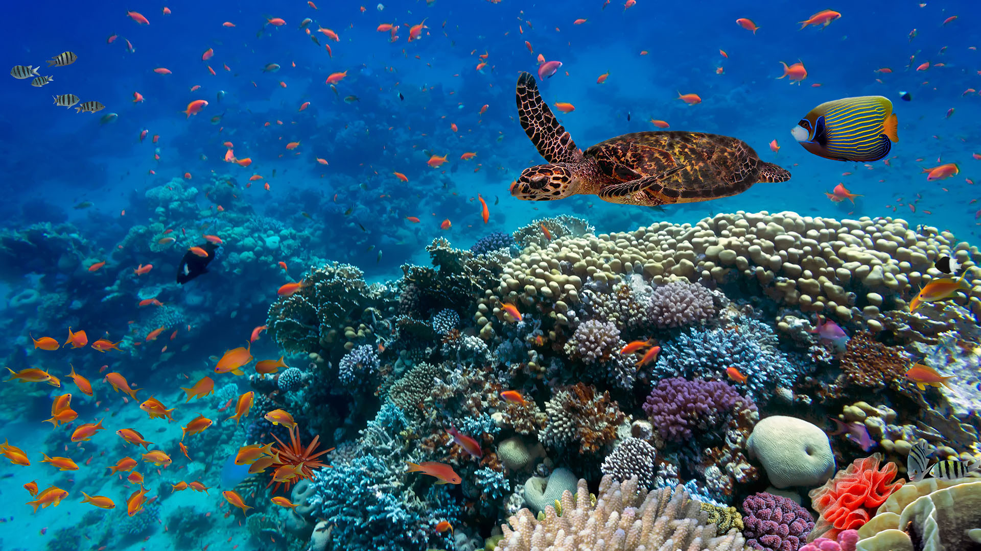Marsa Alam image 2